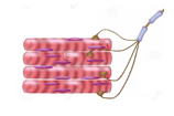 maladies-neuromusculaire-1